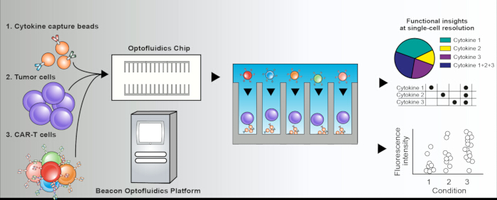 Optofluidics chip diagram showing CAR-T cells and cytokine interaction; fluorescence analysis.