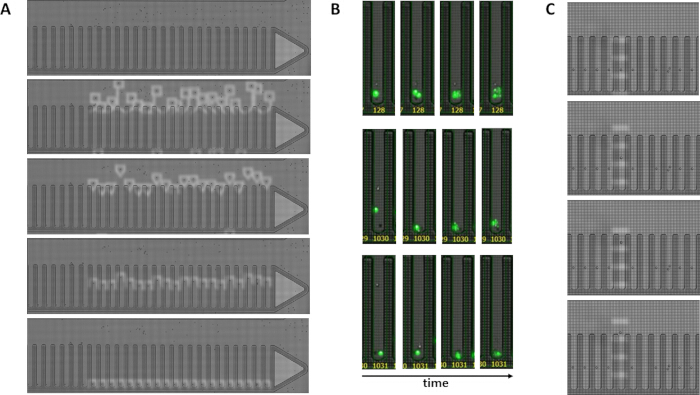Microfluidic device experiment; fluorescence imaging; particle separation analysis; time-lapse results.